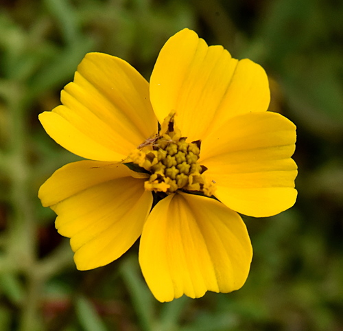Bidens anthemoides, photograph 3