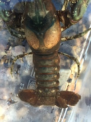 Faxonius yanahlindus