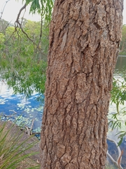 Angophora floribunda