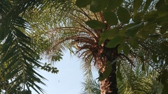 Callosciurus finlaysonii