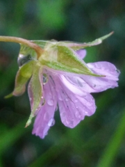 Geranium columbinum