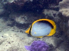 Chaetodon melannotus