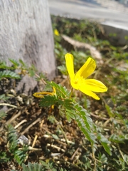 Tribulus cistoides