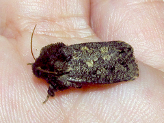 Acrolophus arcanella