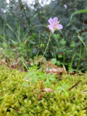 Geranium columbinum
