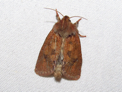 Acrolophus plumifrontella