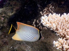 Chaetodon trifascialis