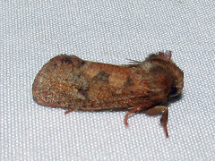 Acrolophus plumifrontella