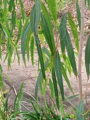Angophora floribunda