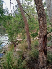 Angophora floribunda