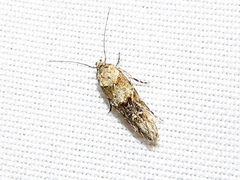 Mompha murtfeldtella