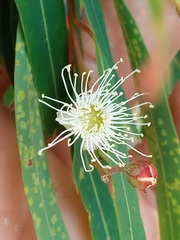 Angophora floribunda