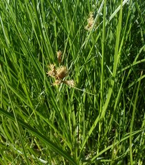 Bolboschoenus caldwellii