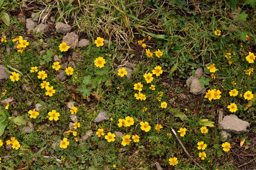 Bidens anthemoides, photograph 4