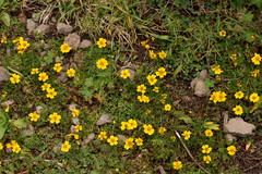 Bidens anthemoides