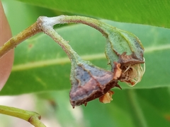 Angophora floribunda