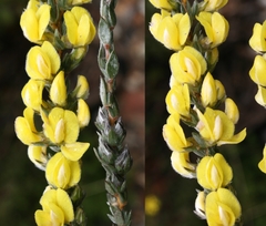 Aspalathus caledonensis