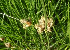 Bolboschoenus caldwellii