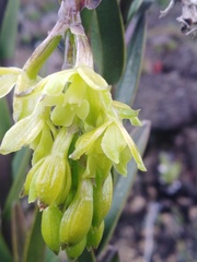 Epidendrum zipaquiranum