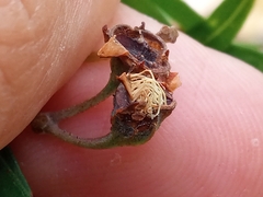 Angophora floribunda