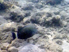 Acanthurus