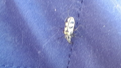 Astylus atromaculatus