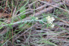 Pseudognaphalium biolettii