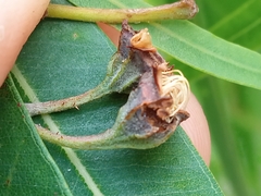 Angophora floribunda
