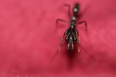 Odontomachus haematodus