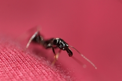 Odontomachus haematodus