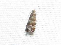 Grapholita packardi