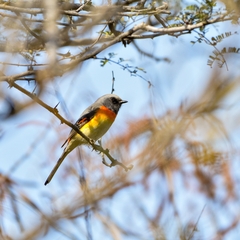 Pericrocotus cinnamomeus