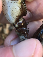 Faxonius yanahlindus