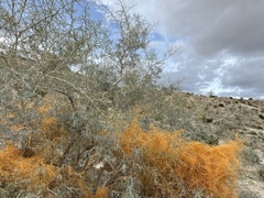 Cuscuta psorothamnensis