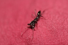 Odontomachus haematodus
