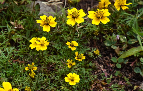 Bidens anthemoides, photograph 5