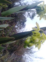 Epidendrum zipaquiranum