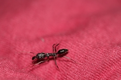 Odontomachus haematodus