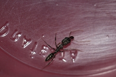Odontomachus haematodus