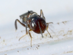 Encyrtus