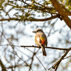 Pericrocotus cinnamomeus
