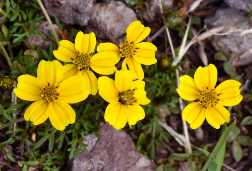Bidens anthemoides, photograph 6