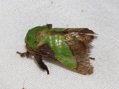 Parasa chloris