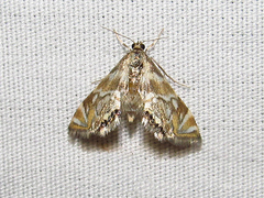 Petrophila canadensis