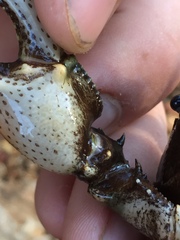 Faxonius yanahlindus