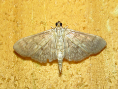 Herpetogramma aeglealis