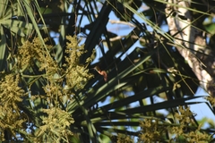 Amazilia tzacatl