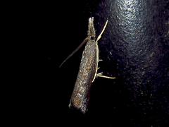 Neodactria caliginosellus