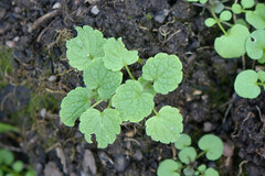 Lamium purpureum