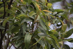 Corymbia intermedia